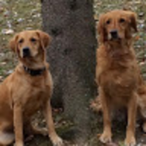 goldrdogs